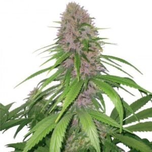 Royal Highness CBD Seeds