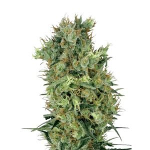 Sensi Skunk Auto