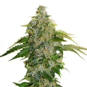 Shishkaberry Seeds