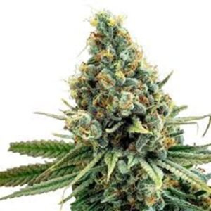 Snow Diesel Seeds