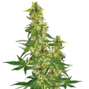 Snow Leopard Auto