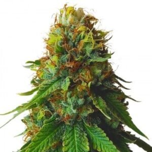 Sour Amnesia Auto