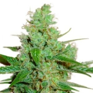 Sour Jack Seeds