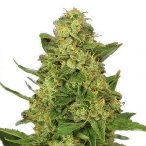 Sour Lemon OG Seeds