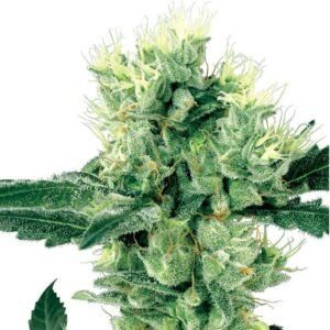 Strawberry Diesel Seeds
