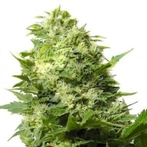 Sundae Driver Seeds