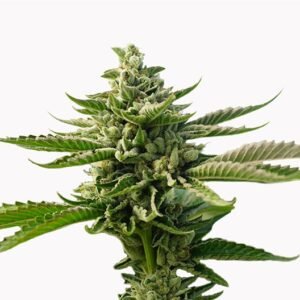 Superman OG Seeds