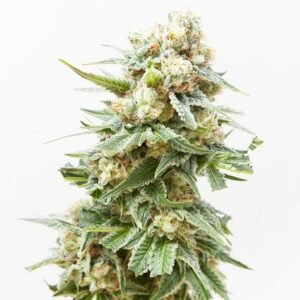 Swiss (Indica) Seeds