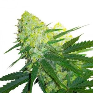 Tangerine Power Seeds