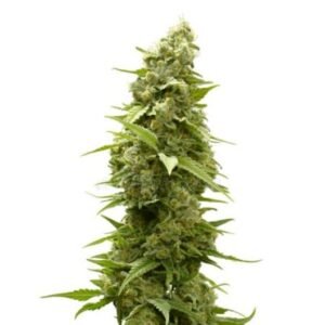 Terminator OG Seeds