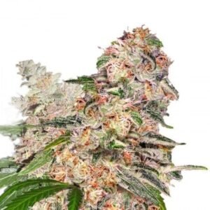 Valentine X CBD Seeds