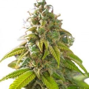 Venom OG Seeds