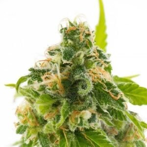 Bruce Banner #3 Auto
