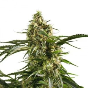 Wedding Cake Seeds