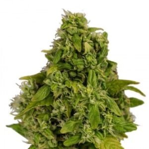 White Rhino Auto