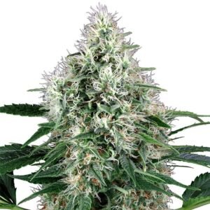 White Rhino Seeds