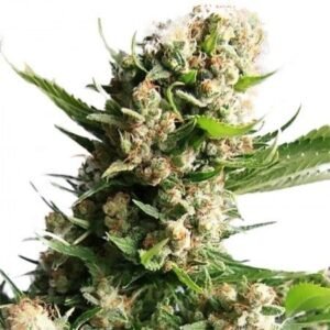 White Russian Seeds