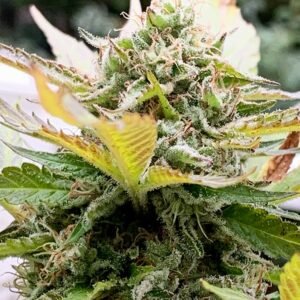 Green Goddess Auto