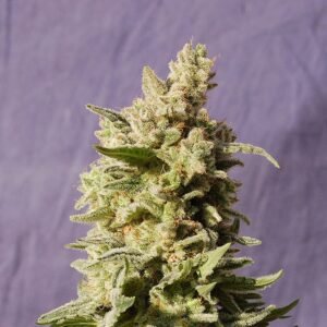 Dutch Treat Seeds