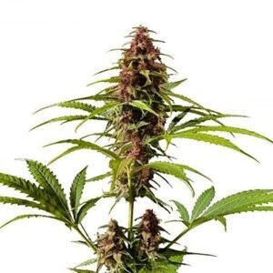 Haze Auto