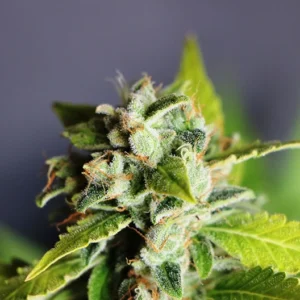 Headband Seeds