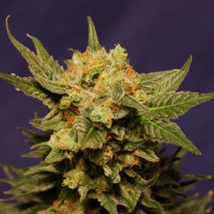 Herijuana Seeds
