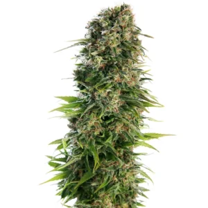 Alien Technology Seeds