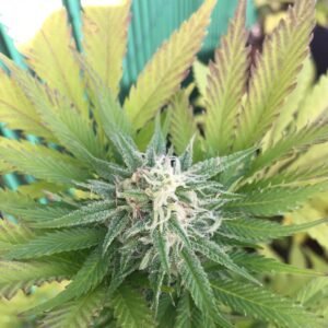 Lodi Dodi Seeds
