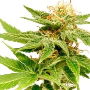 Dank Sinatra Seeds