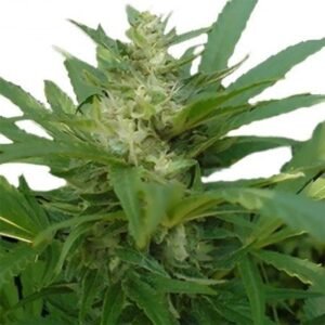 NYC Diesel Auto