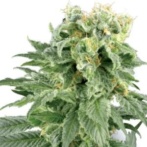 OG Kush Auto