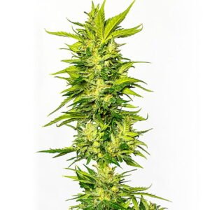 Blue Alien Seeds