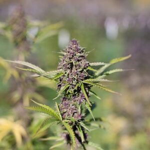 Purple Dragon Seeds