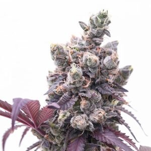 Purple Nepal Candy Auto
