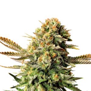 Sour OG Seeds