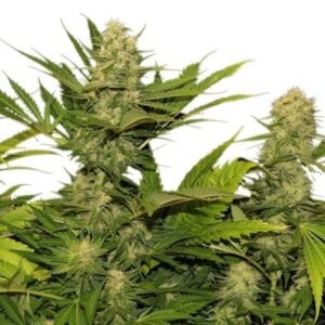 Space Queen Seeds