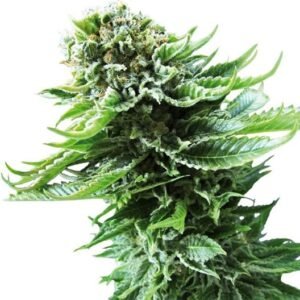 Super Silver Haze Seeds