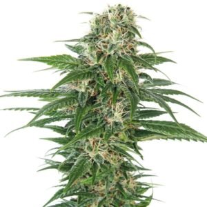 Super Skunk Auto