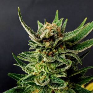 White Widow Seeds