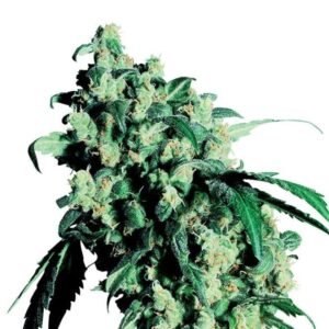 Lemon Drop Auto
