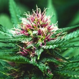 AK-48 Auto