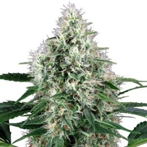 Fire OG Seeds