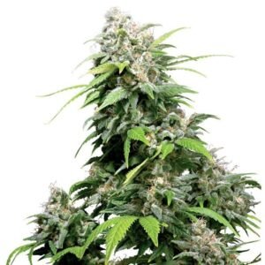 Lemon Skunk Auto