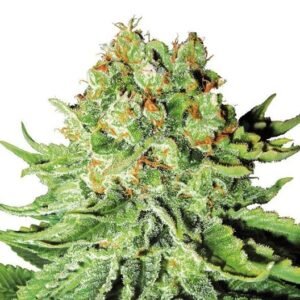 Orange Bud Auto