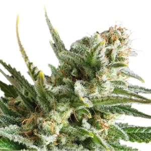 Amnesia Haze Seeds