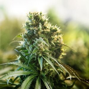 Bear Dance Auto