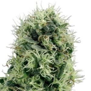 Black Cherry OG Auto