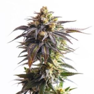 X-Files Seeds
