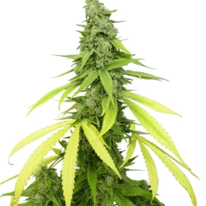 Mag Landrace Auto