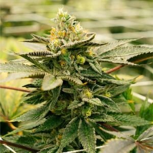 Death Star Auto